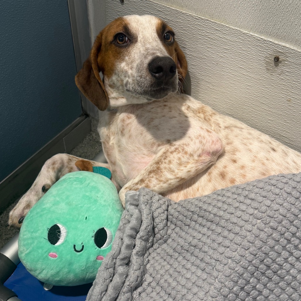 Shelter Stray Male Dog last seen , 3607 N Armenia Ave, Tampa, FL 33607, USA