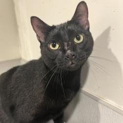 Shelter Stray Male Cat last seen , 3607 N Armenia Ave, Tampa, FL 33607, USA