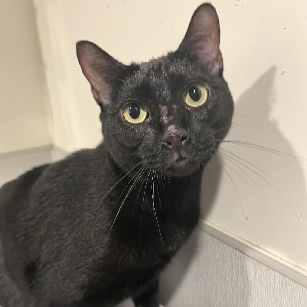 Shelter Stray Male Cat last seen , 3607 N Armenia Ave, Tampa, FL 33607, USA