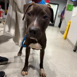 Shelter Stray Male Dog last seen , 3607 N Armenia Ave, Tampa, FL 33607, USA