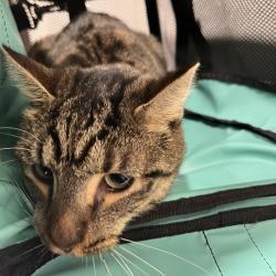 Shelter Stray Male Cat last seen , 3607 N Armenia Ave, Tampa, FL 33607, USA