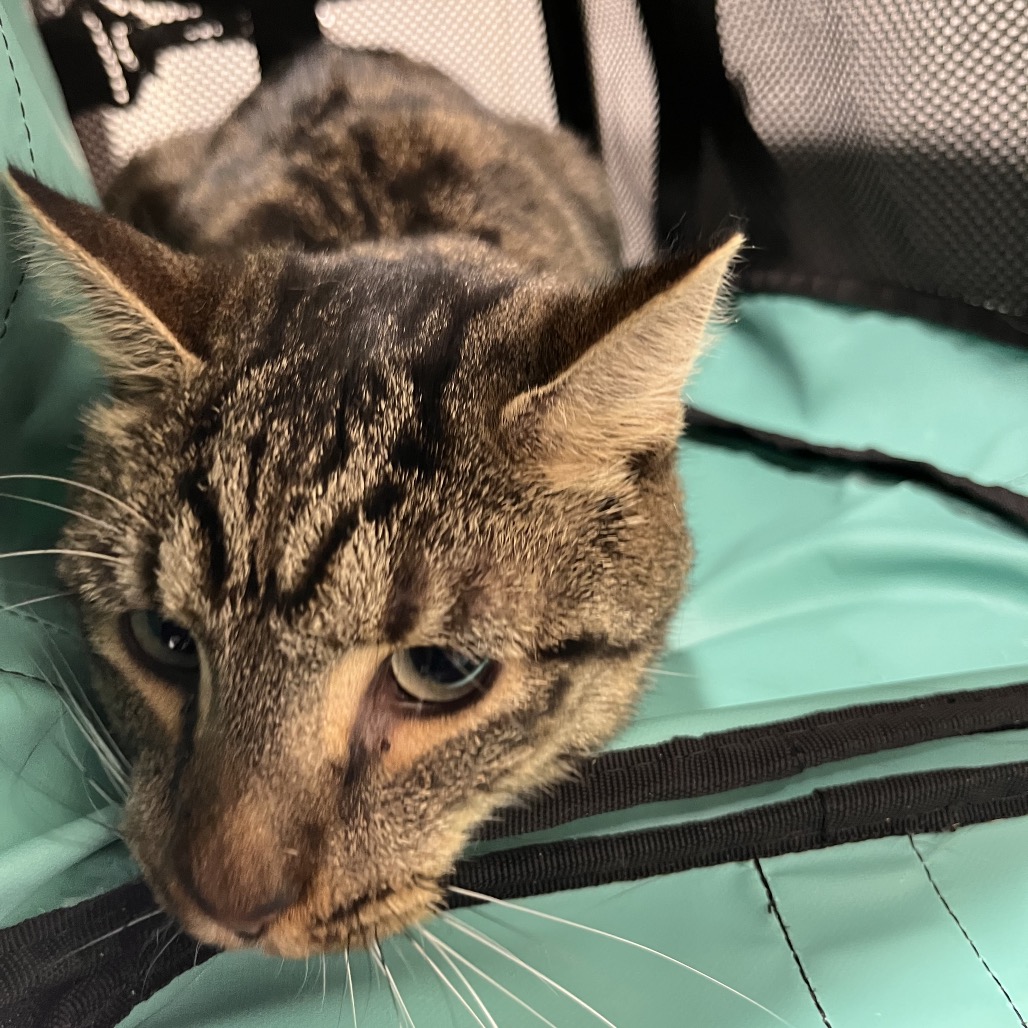 Shelter Stray Male Cat last seen , 3607 N Armenia Ave, Tampa, FL 33607, USA