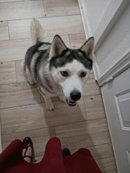 Reunited Female Dog last seen Sushi axiom, North Richland Hills, TX 76180