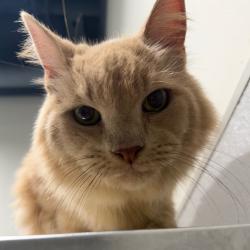 Shelter Stray Male Cat last seen , 3607 N Armenia Ave, Tampa, FL 33607, USA