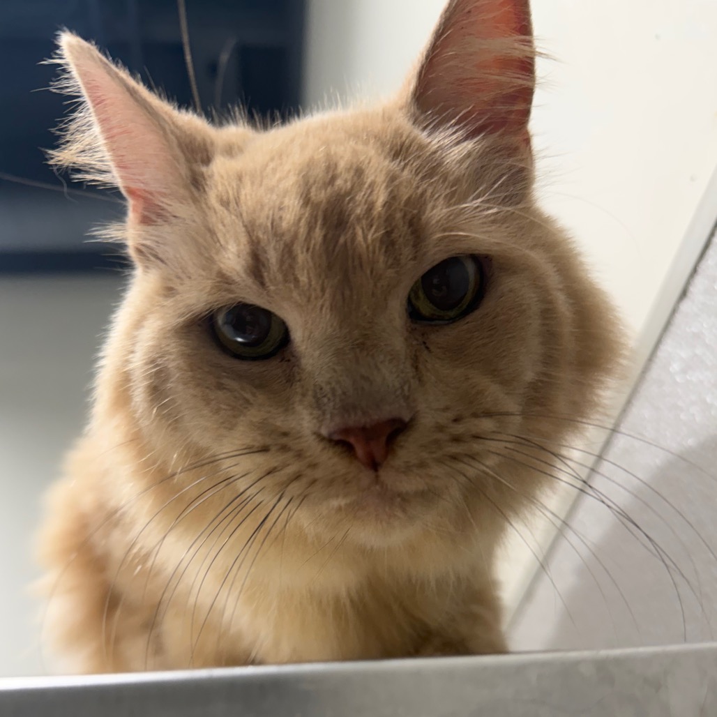 Shelter Stray Male Cat last seen , 3607 N Armenia Ave, Tampa, FL 33607, USA