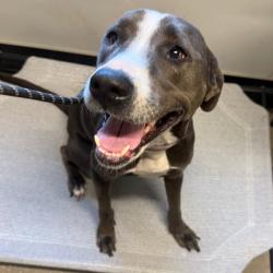 Shelter Stray Female Dog last seen , 3607 N Armenia Ave, Tampa, FL 33607, USA