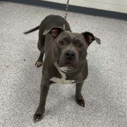 Shelter Stray Female Dog last seen , 5801 Graye Ln, Caldwell, ID 83607, USA