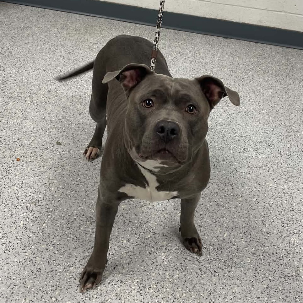 Shelter Stray Female Dog last seen , 5801 Graye Ln, Caldwell, ID 83607, USA