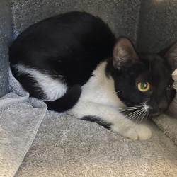 Shelter Stray Female Cat last seen , 361 S Raymond Ave, Pasadena, CA 91105, USA