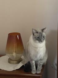 Lost Male Cat last seen Near Chestnur ave, Hammond, IN 46324
