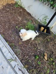 Reunited Unknown Dog last seen Hunters greene, Lakeland, FL 33810