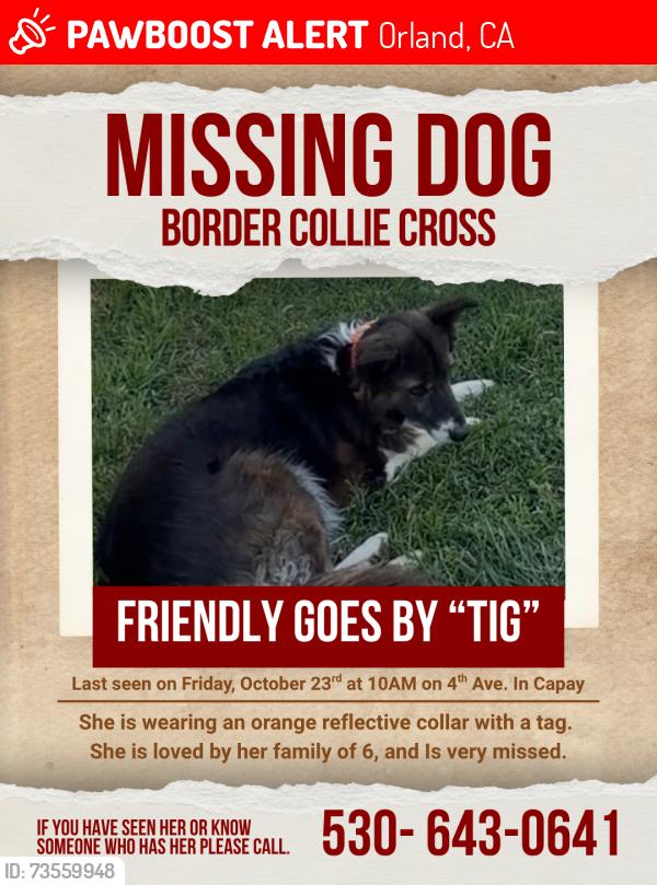 Lost Female Dog last seen Fourth Ave and Cutler Capay, Orland, CA 95963
