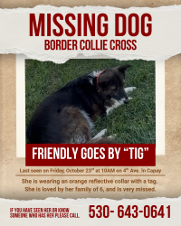 Lost Female Dog last seen Fourth Ave and Cutler Capay, Orland, CA 95963
