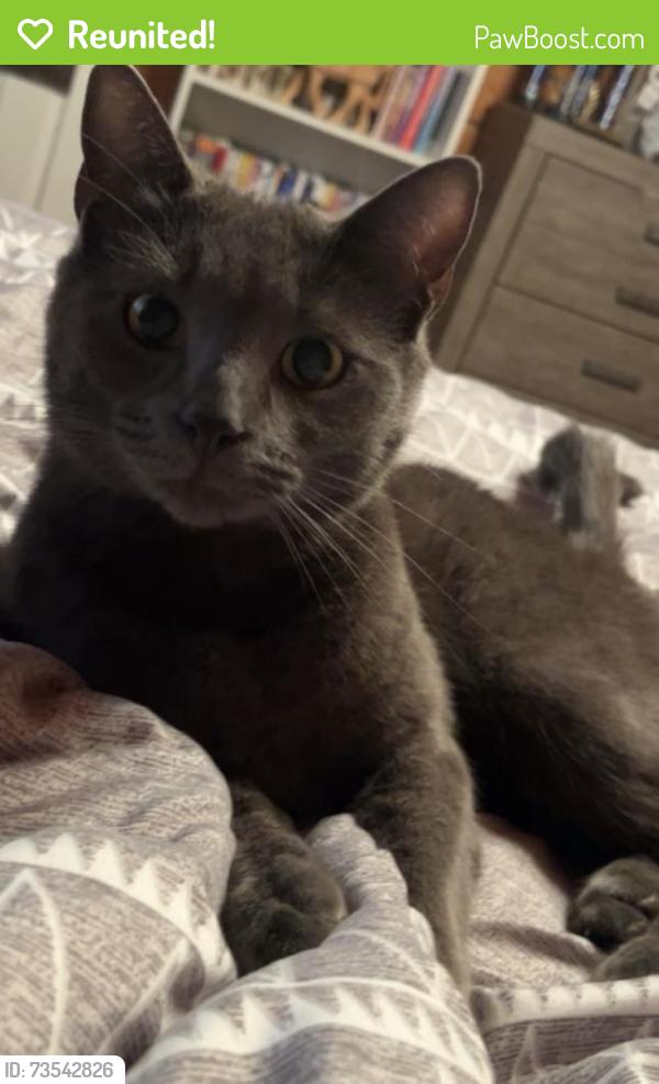 Reunited Male Cat last seen Morganton Road, Maryville, TN 37801