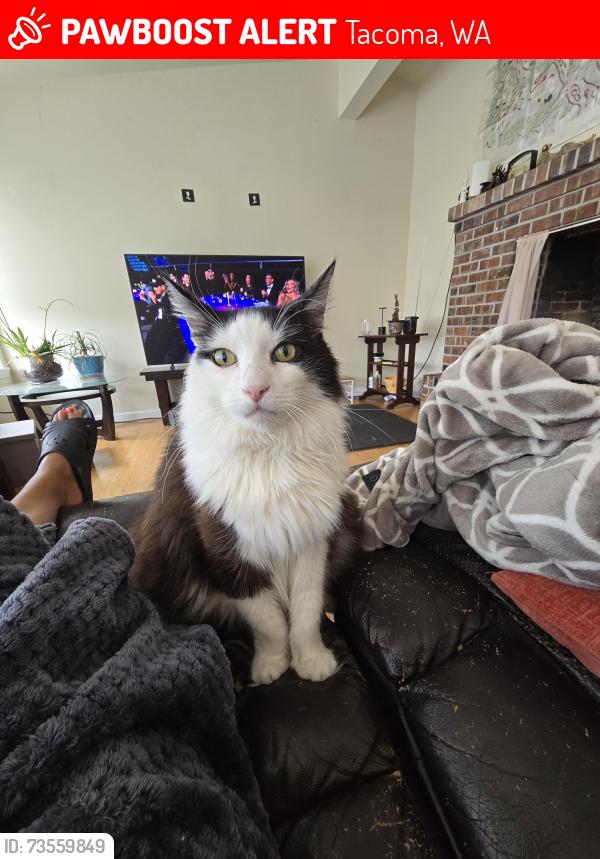 Lost Male Cat last seen Dolly Madison ST SW, near American Lake, Tacoma, WA 98498