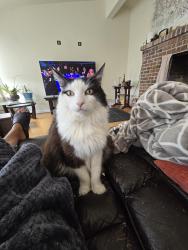 Lost Male Cat last seen Dolly Madison ST SW, near American Lake, Tacoma, WA 98498