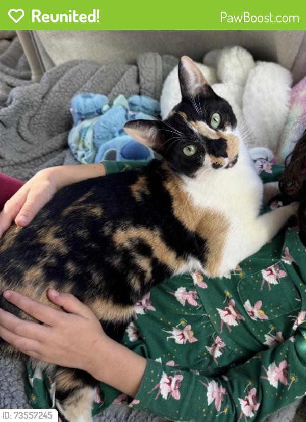 Reunited Female Cat last seen Coward Mill and Hawk Haven Ln., Knoxville, TN 37931