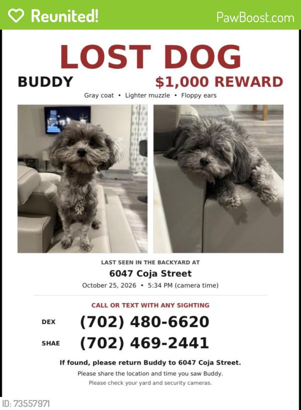 Reunited Male Dog last seen Buffalo & Patrick, Las Vegas, NV 89113