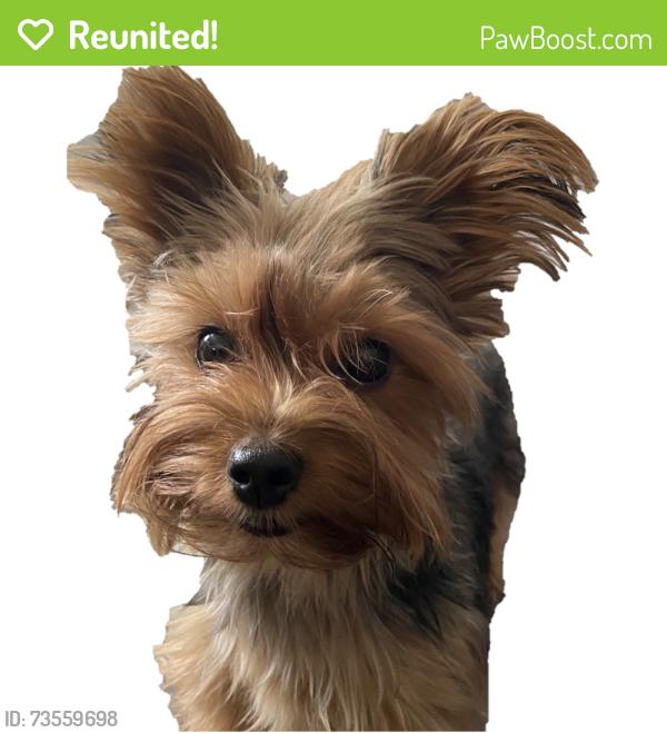 Reunited Female Dog last seen Hunter Rd, Murrieta, Ca, Murrieta, CA 92563