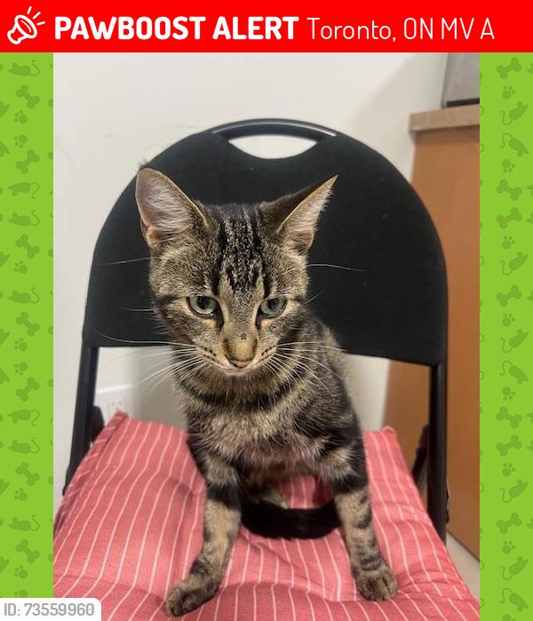 Lost Male Cat last seen Brimley Road and Brimwood Blvd, Toronto, ON M1V 1A4