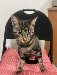 Lost Male Cat last seen Brimley Road and Brimwood Blvd, Toronto, ON M1V 1A4