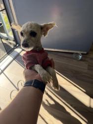 Reunited Male Dog last seen Hearthsong Dr & W Atherton Dr, Manteca, CA 95337