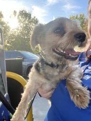 Reunited Male Dog last seen Near Garrison Grove, Simpsonville, SC 29680