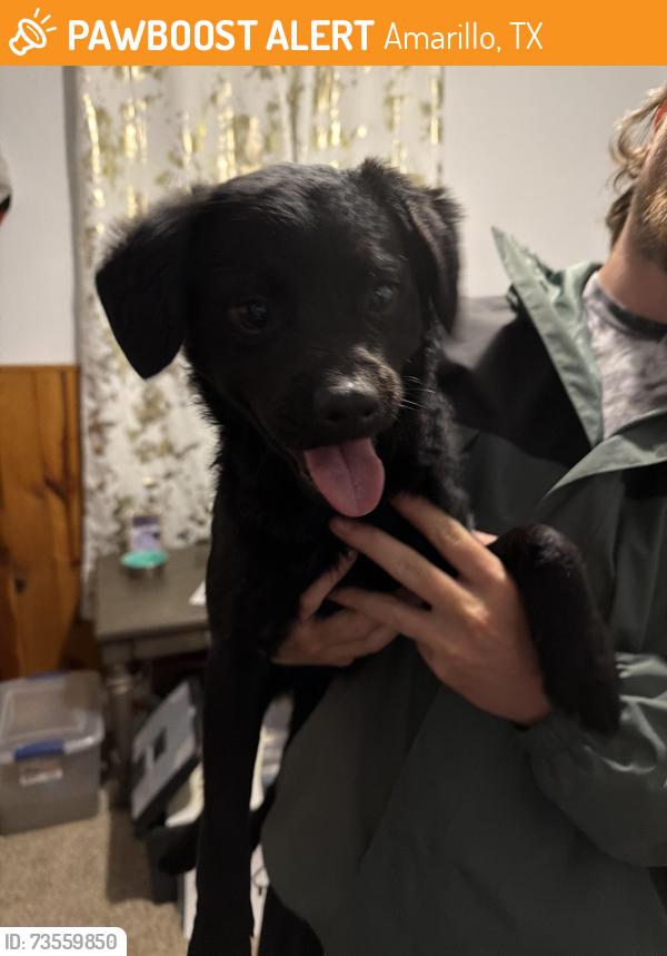 Found/Stray Male Dog last seen wonderland, Amarillo, TX 79106