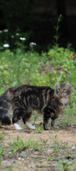 Lost Female Cat last seen Putters Drive / Rosewood Drive off Whitehead Rd, Athens, GA 30607