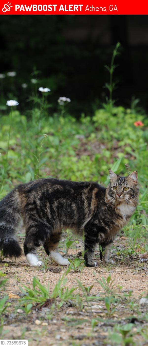 Lost Female Cat last seen Putters Drive / Rosewood Drive off Whitehead Rd, Athens, GA 30607