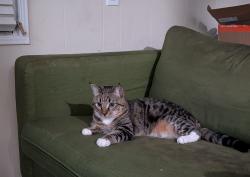 Reunited Male Cat last seen Minoru Dr, Pacheco, CA 94553, USA, Pacheco, CA 94553