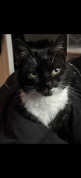 Lost Female Cat last seen Droylsden, Droylsden, England M43 7PT