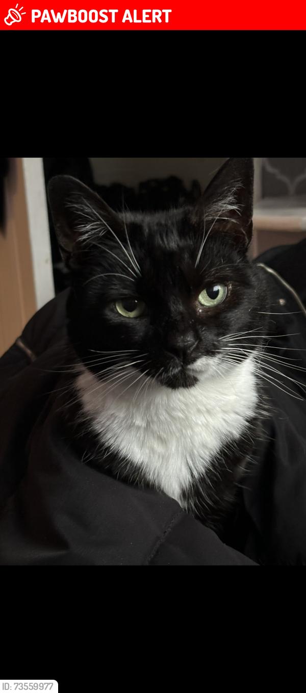 Lost Female Cat last seen Droylsden, Droylsden, England M43 7PT
