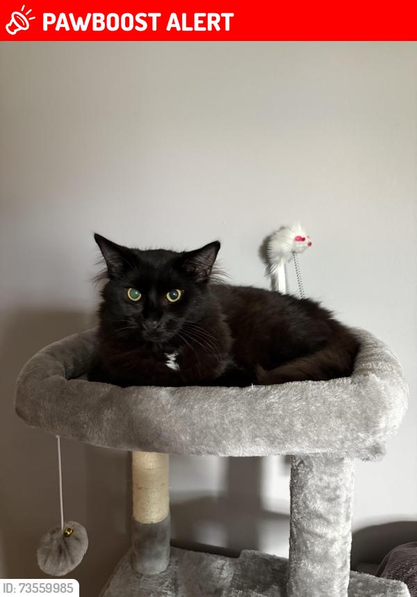 Lost Male Cat last seen Review Ave., Lawrence Township, NJ 08648