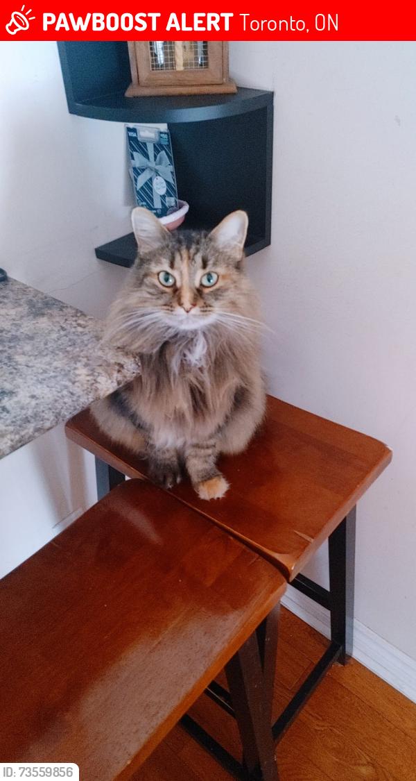 Lost Female Cat last seen Water Wheel way North York, Toronto, ON 
