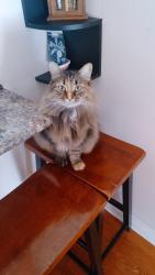 Lost Female Cat last seen Water Wheel way North York, Toronto, ON 