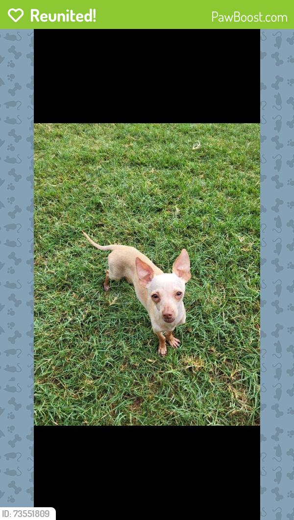 Reunited Male Dog last seen Near highpoint, Prosper, TX 75078