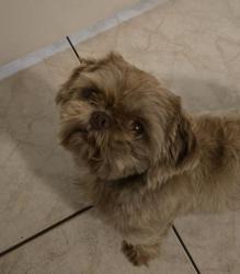 Reunited Unknown Dog last seen Near Goldenrod Rd, Orlando, FL 32822