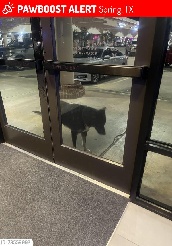 Lost Unknown Dog last seen By Dominoes and chiropractor at Cypresswood and Treaschwig, Spring, TX 77387