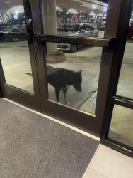 Lost Unknown Dog last seen By Dominoes and chiropractor at Cypresswood and Treaschwig, Spring, TX 77387