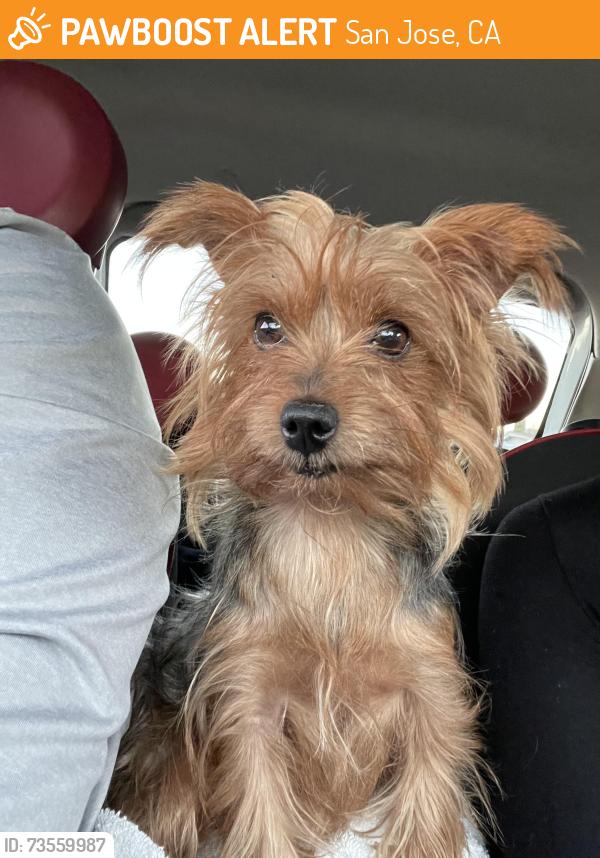 Found/Stray Female Dog last seen Ocala Ave and Daytona Dr., San Jose, CA 95122