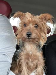 Found/Stray Female Dog last seen Ocala Ave and Daytona Dr., San Jose, CA 95122