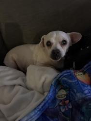 Reunited Male Dog last seen The street is between charter (Taco Bell) and 8th. Right by freeway entrances, Stockton, CA 95206