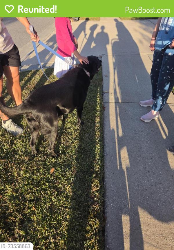 Reunited Male Dog last seen Mainstreet, Richmond Hill, GA 31324