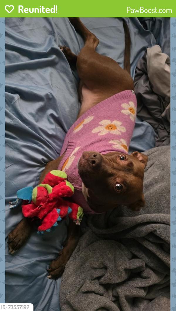 Reunited Female Dog last seen Near Ruddy Way, West Valley City, UT 84119, West Valley City, UT 84119