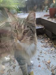 Found/Stray Unknown Cat last seen 17th and Temple, San Francisco, CA 94114