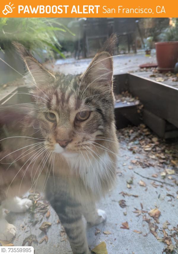 Found/Stray Unknown Cat last seen 17th and Temple, San Francisco, CA 94114