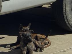 Shelter Stray Female Dog last seen TOPAZ/ DIAMOND, 227 N D St, Perris, CA 92570, USA