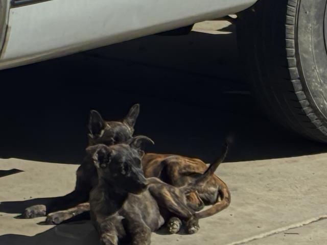 Shelter Stray Female Dog last seen TOPAZ/ DIAMOND, 227 N D St, Perris, CA 92570, USA