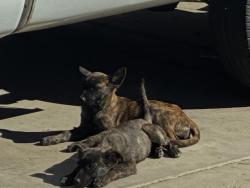 Shelter Stray Female Dog last seen TOPAZ/ DIAMOND, 227 N D St, Perris, CA 92570, USA